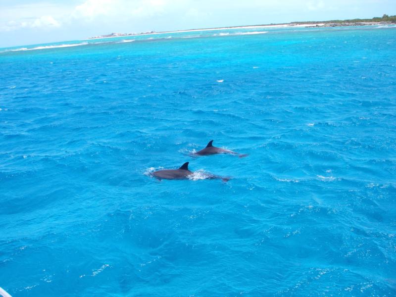 Dolphins Boatside