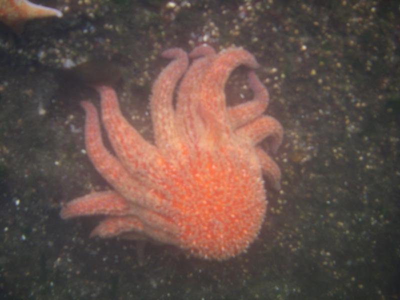 Indian Arm sea life