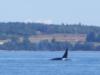 orca in the Strait of Georgia,Washington state