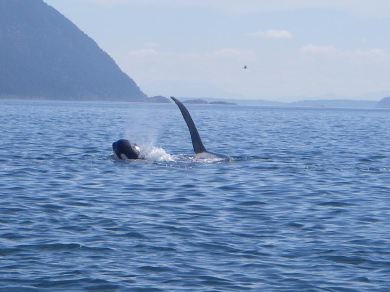 orcas in the Strait of Georga,Washington state