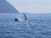 orcas in the Strait of Georga,Washington state