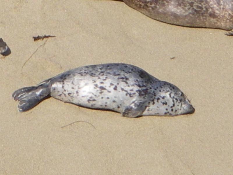 Sea Lion,La Jolla Cove beach