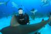 Shark dive w/ Stuart Cove