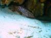 bonaire 7/2008 spotted eel