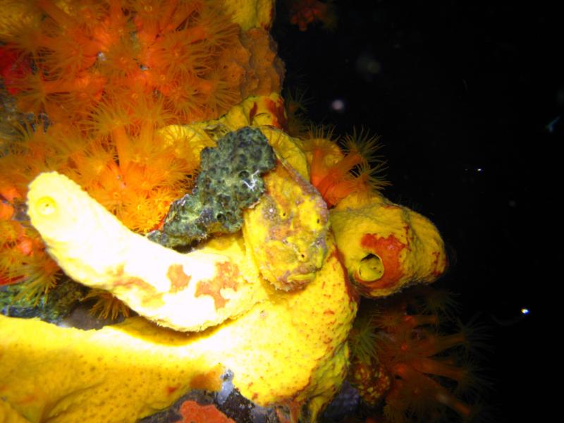 bonaire 7/2008 frogfish