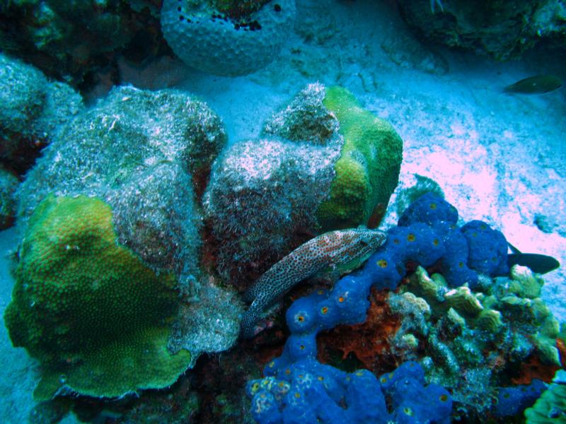 bonaire 7/2008 