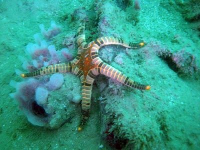 Starfish in Pulau Hantu Singapore