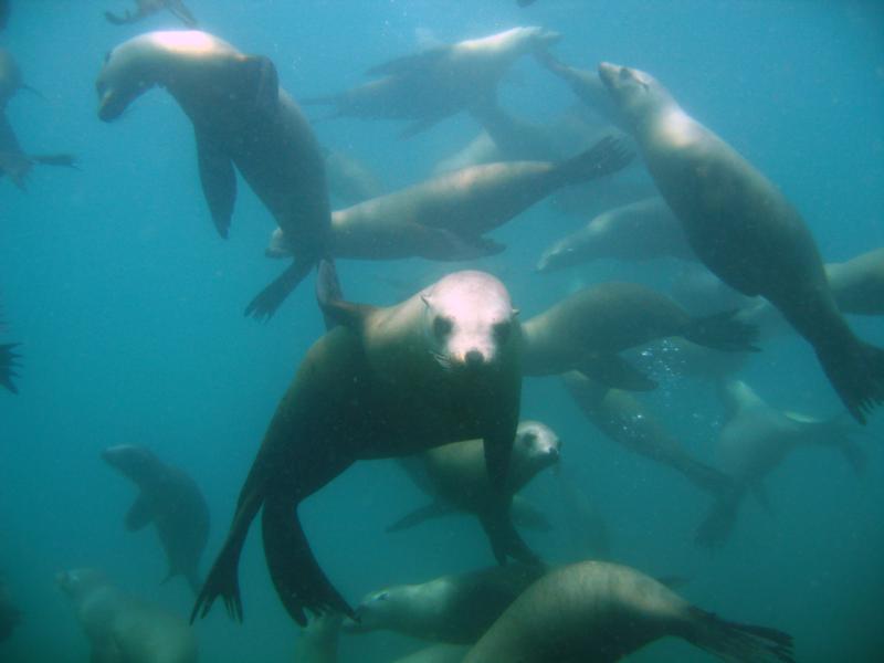 Our Sea Lion Buddies at Anacapa Island