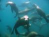 Our Sea Lion Buddies at Anacapa Island