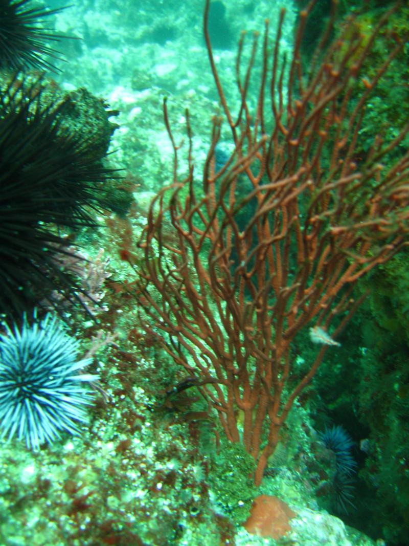 Anacapa Island