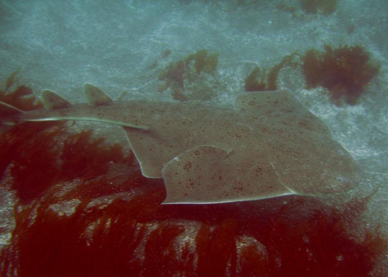 Angel Shark Santa Barbara Island