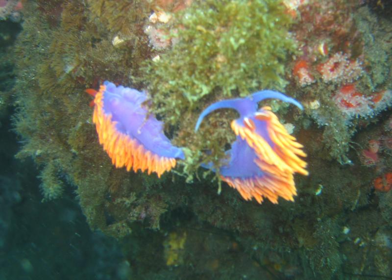 Spanish Shawl Nudibranch - Anacapa