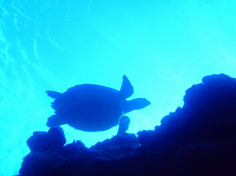 Cozumel Sea Turtle
