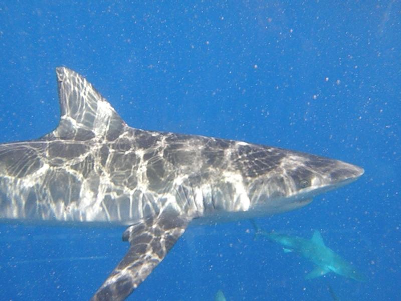 Galapagos Shark in Hawaii 2