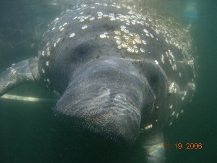 Manatee in Crystal River, FL.