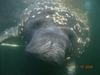 Manatee in Crystal River, FL.