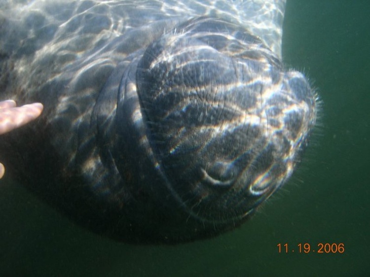 Crystal River, Fl Manatee.