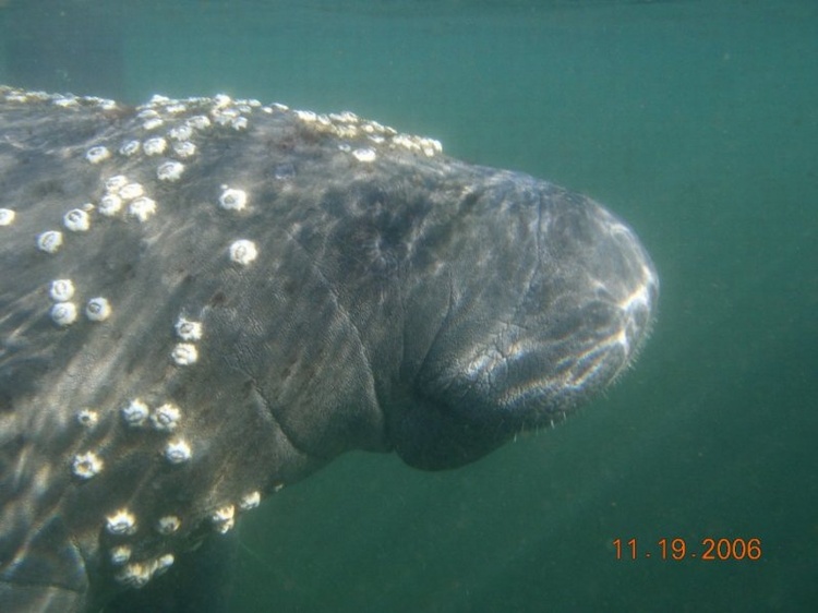 Crystal River, Fl Manatee.