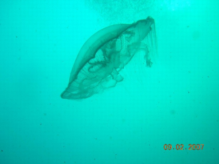 Jellyfish. Panama City Beach, FL