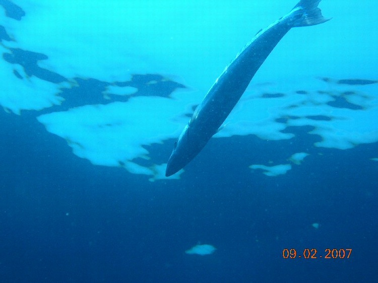 Barracuda. Gulf of Mexico