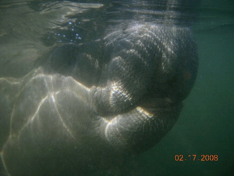 My manatee I visited with in Crystal River, Fl.