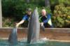 Shaking hands with a dolphin at SeaWorld Orlando