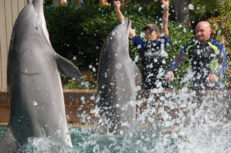 Part of the act at Dolphin Cove. SeaWorld, Orlando