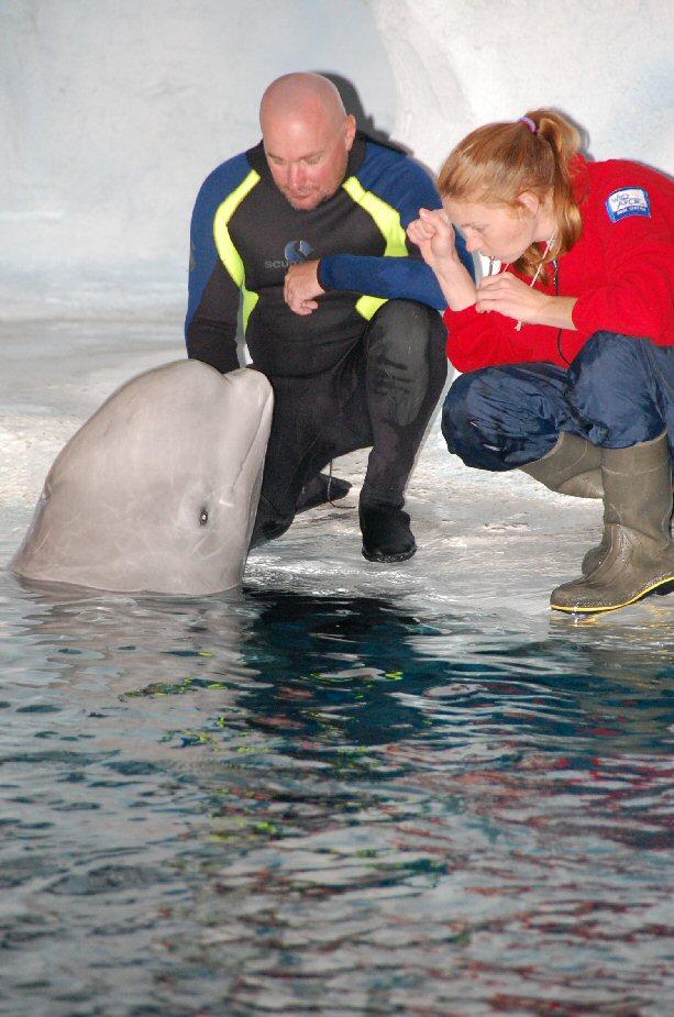 Beluga whale interaction. SeaWorld, Orlando