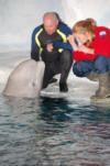 Beluga whale interaction. SeaWorld, Orlando