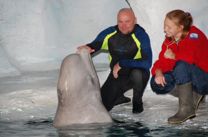 Beluga whale interaction. SeaWorld, Orlando