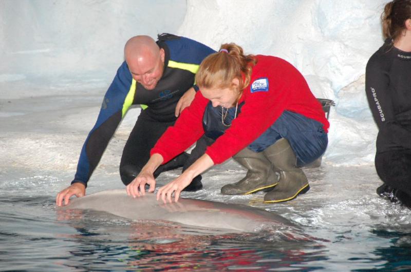 Beluga whale interaction. SeaWorld, Orlando