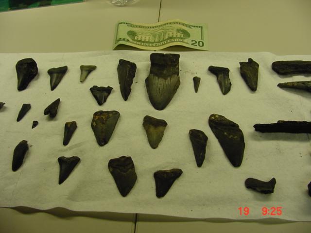 Cooper River Teeth/Artifacts