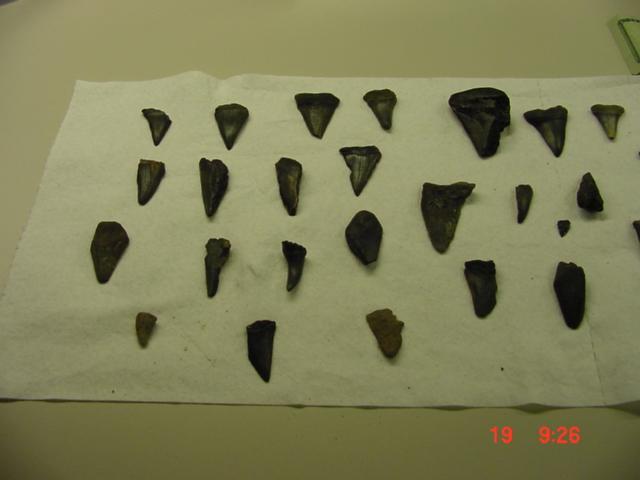 Cooper River Teeth/Artifacts