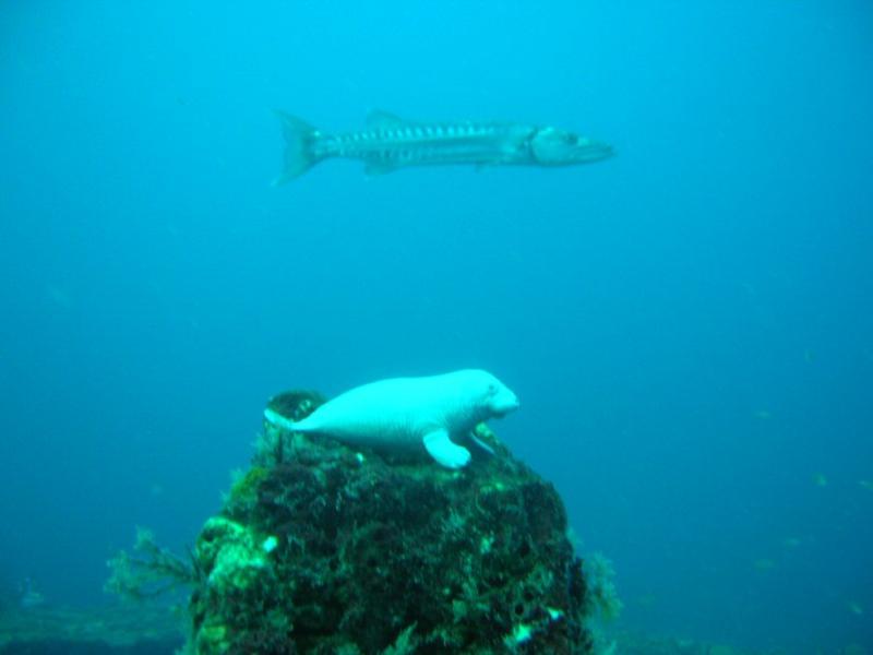 Manny with Barracuda on the Indra