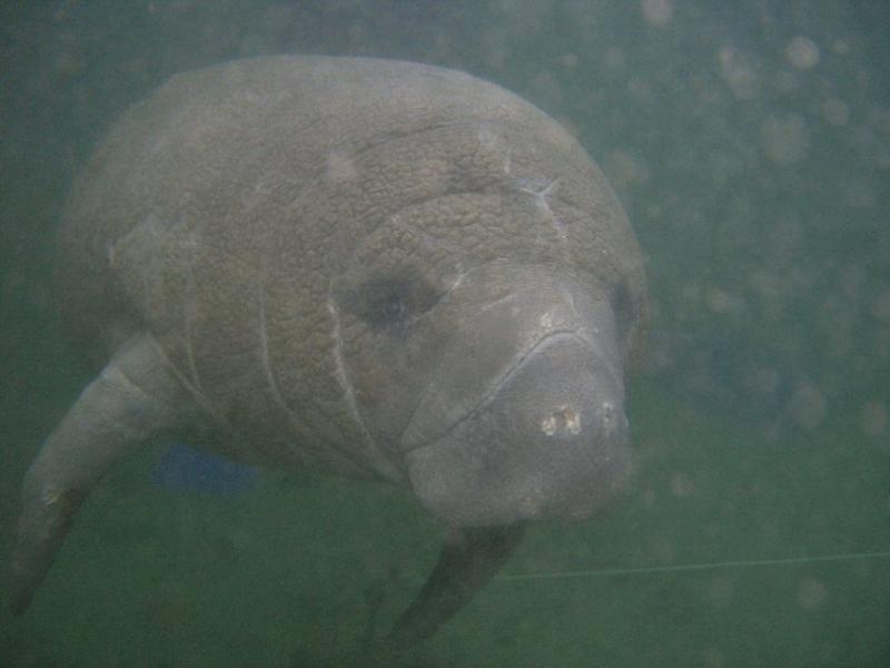 Crystal River Manatee. Dec 08