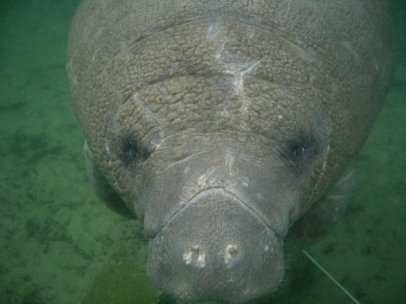 Crystal River Manatee. Dec 08