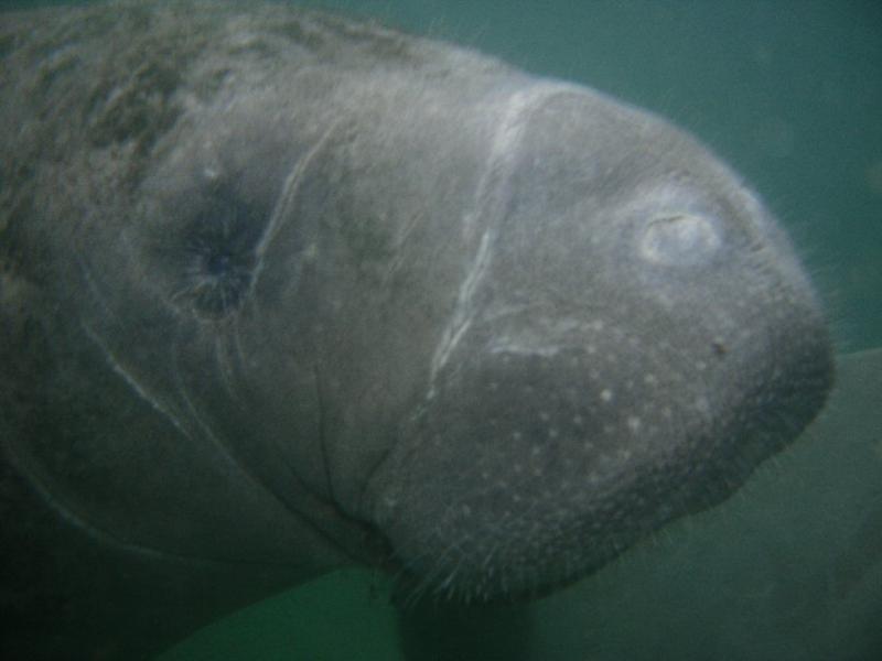 Crystal River Manatee. Dec 08