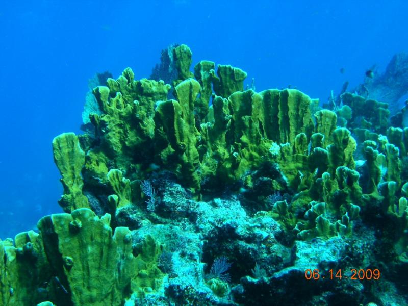 Molassess Reef, Key Largo, FL