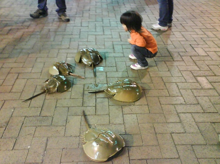 Horseshoe Crab races