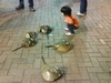 Horseshoe Crab races