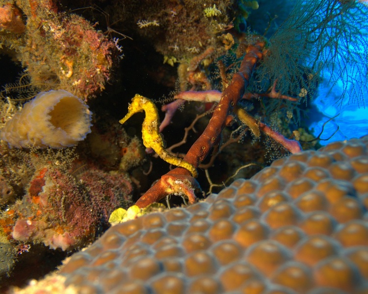 Seahorse (Roatan, February 2007) photo compliments of Bob Sutherland