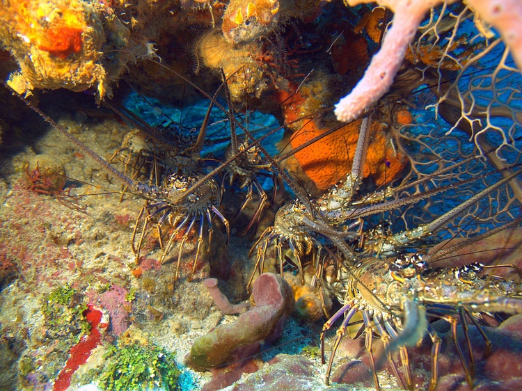 Lobster stampede (Roatan, February 2007) photo compliments of Bob Sutherland