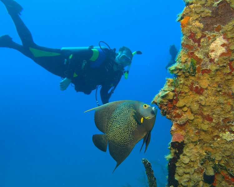 Angelfish at wreck of the Mr. Bud (Roatan, February 2007) photo compliments of Bob Sutherland