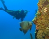 Angelfish at wreck of the Mr. Bud (Roatan, February 2007) photo compliments of Bob Sutherland