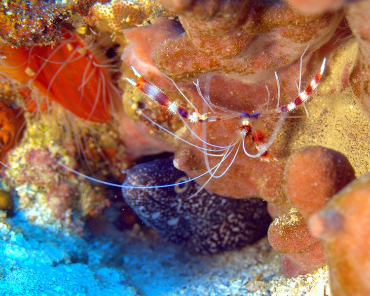 Shrimp & eel (Roatan, February 2007) photo compliments of Bob Sutherland