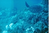 Sea Turtle