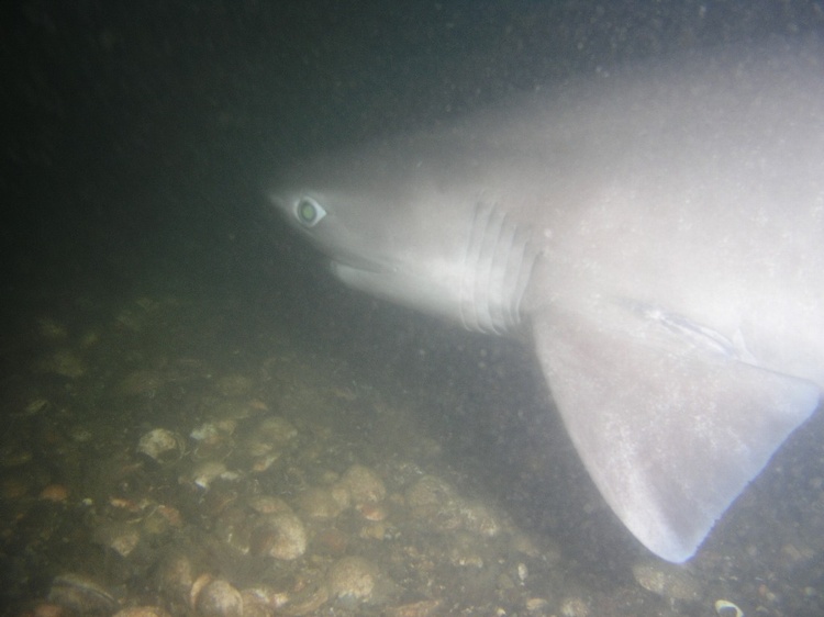 six gill shark