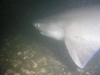 six gill shark