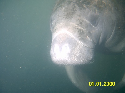 Manatees at Crystal River, Fla