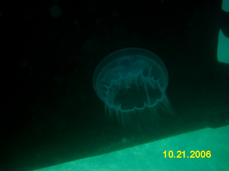 Jelly Fish, Ship Sapona Bahamas, and yes it got me!!